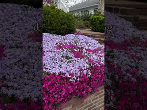 No Grass Lawn: Creeping Phlox In The Landscape